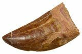 Serrated, Carcharodontosaurus Tooth - Real Dinosaur Tooth #351653-1